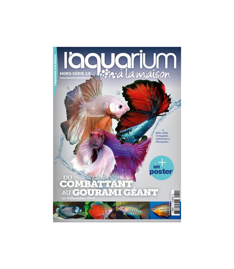 Aquarium à la maison hors série 19 : Du combattant au gourami géant
