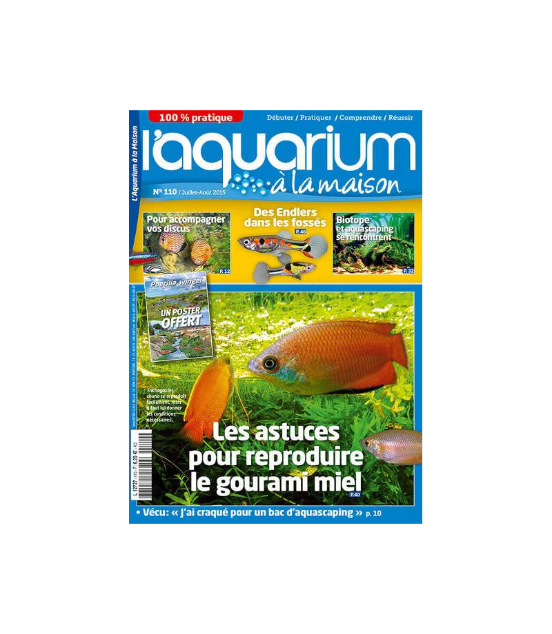 L'aquarium à poissons rouges : 12 conseils pour réussir