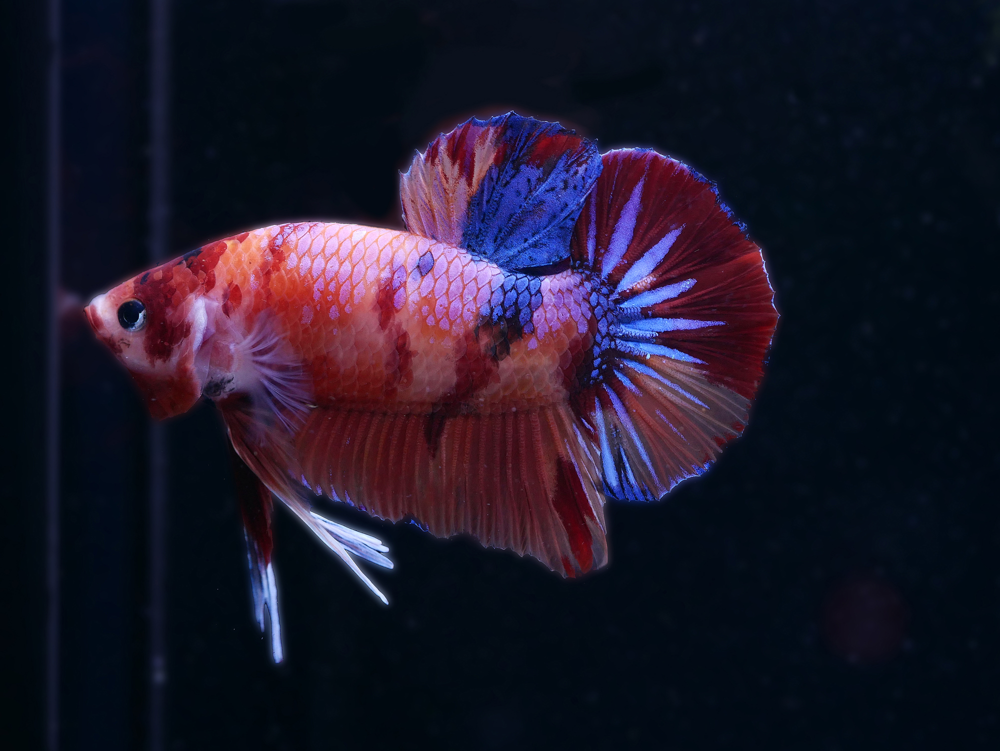 Poisson Combattant (Betta Splendens) - Poisson d'aquarium