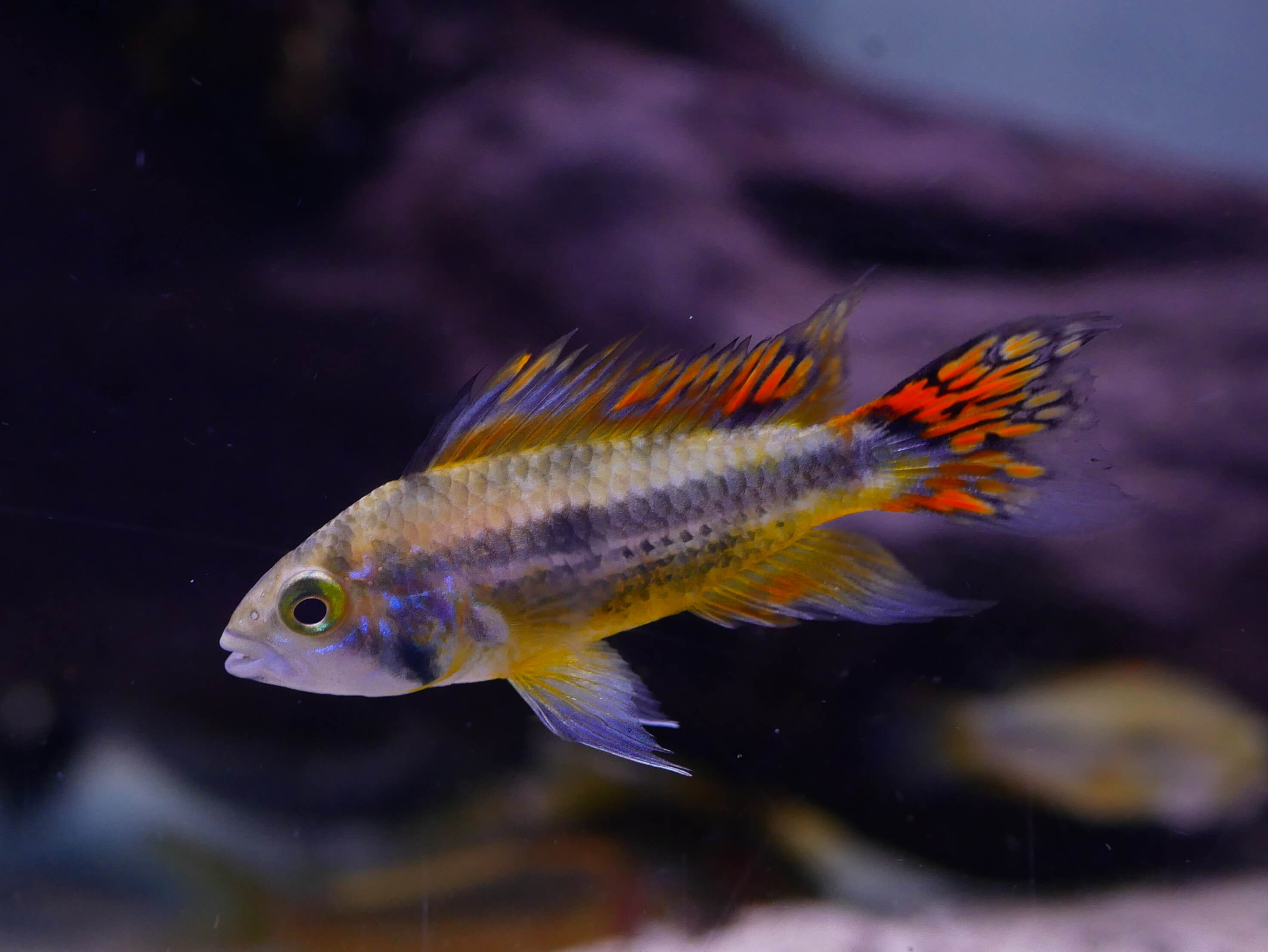 Ici, un mâle Apistogramma cacatuoides reconnaissable notamment grâce à ses nageoires richement colorées.