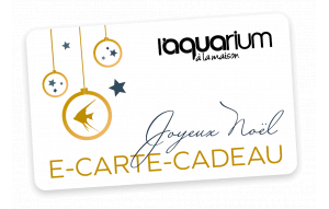 
			                        			JOYEUX NOËL