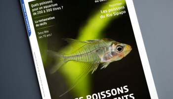 Aquarium à la maison 143 : il arrive !