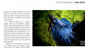 A propos des Betta