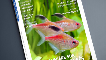 L'aquarium à la maison 144 : découvrez le sommaire
