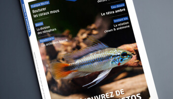 Sommaire de L’Aquarium à la maison 147