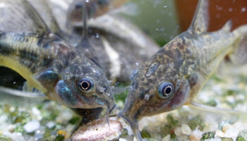 Mieux connaître les « Corys »