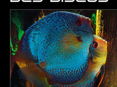 Le grand livre des discus