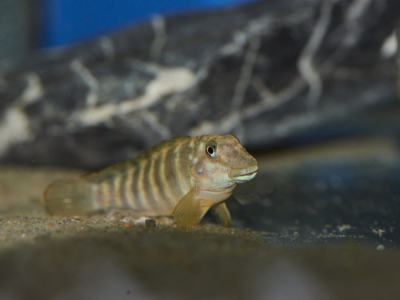 Un Cichlidé, des Cichlidés !
