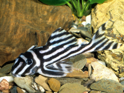 L'aquarium à la maison n°150