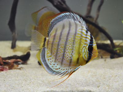 Qualité d’eau et poissons acidophiles