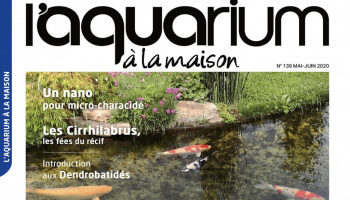Aquarium à la maison 139 - Léger retard