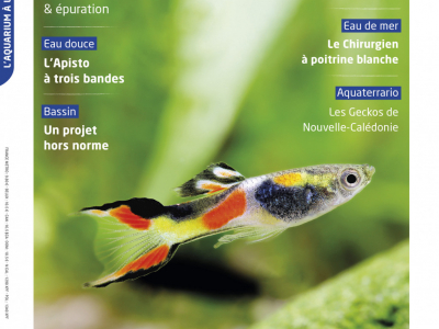 ALM 151, en savoir plus sur Poecilia wingei
