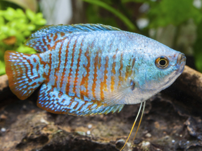 Le roi des gouramis nains