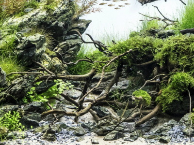 Aquascaping et Aquarium Nature