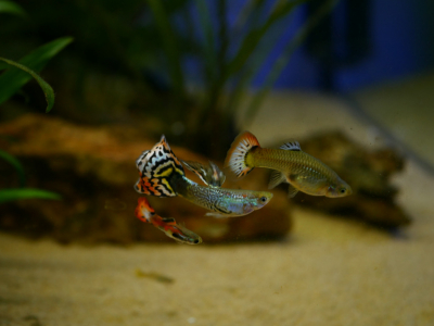 Bien démarrer votre aquarium