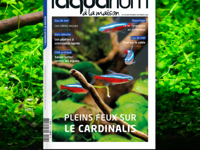 Le numéro 153 est disponible