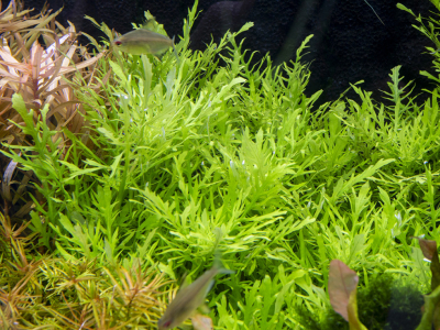 Hygrophila difformis, la glycine aquatique
