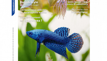 Aquarium à la maison 140 : disponible, sommaire !