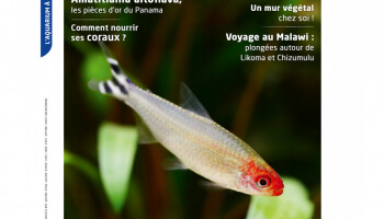 Aquarium à la maison N° 141 : disponible, voici le sommaire !